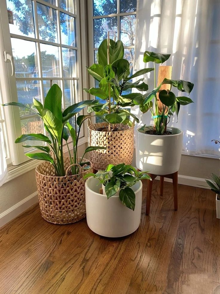 Plantas para usar no Estilo Escandinavo