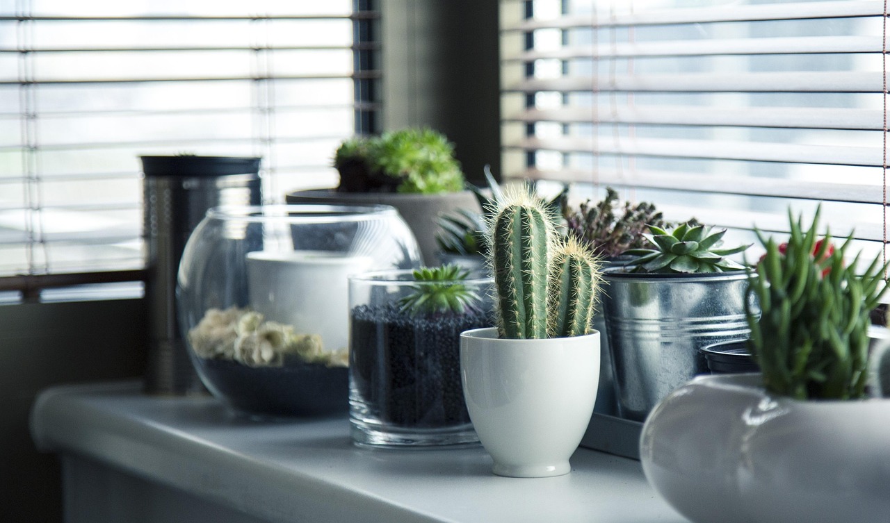 Como Incluir Plantas na Decoração de Interiores ou Paisagismo, Dicas com Vasos